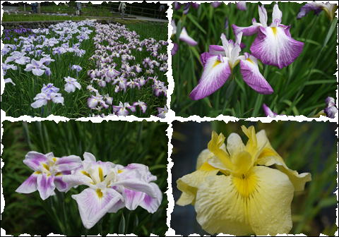 201206101.jpg