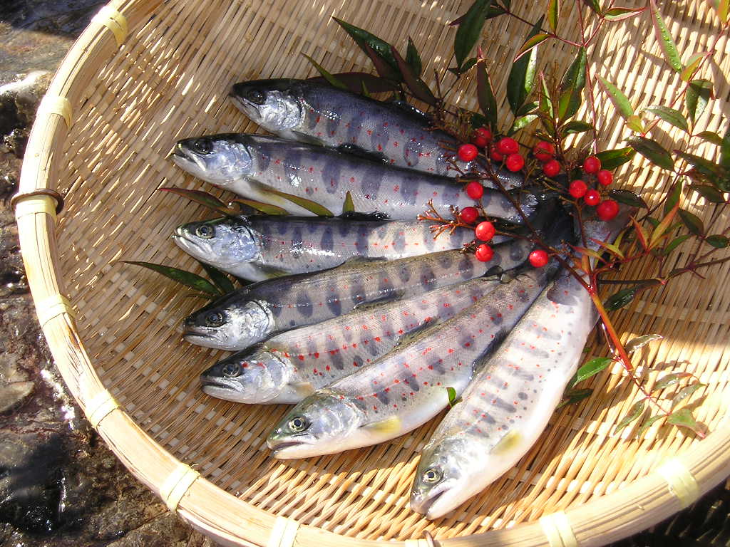 天魚(あまご)