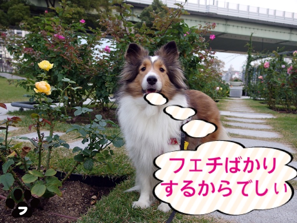 fc2blog_201411140717257e6.jpg