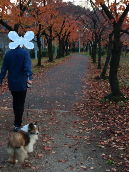 fc2blog_2014112901421572d.jpg
