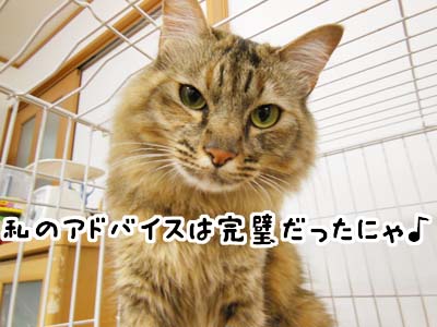 cat3926