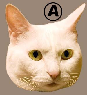 cat3927