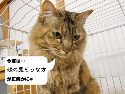 cat3929