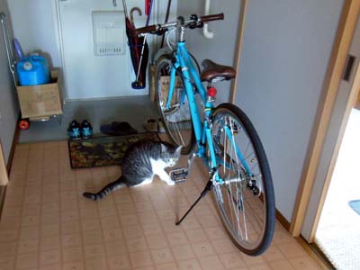cat3931