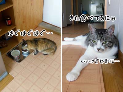 cat3932