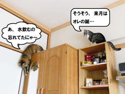 cat3934