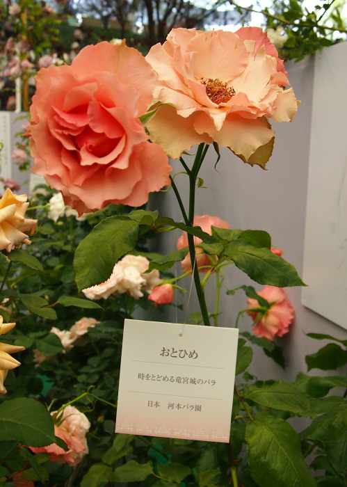 国バラ120514_47aおとひめ20120514