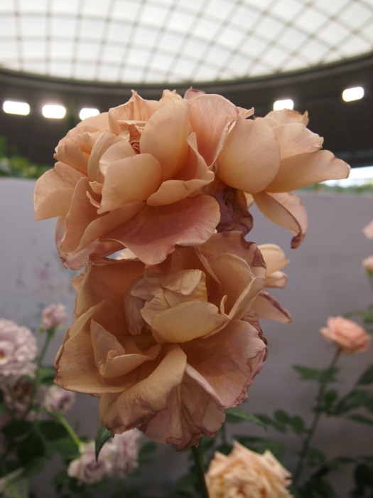 国バラ120514_123うずめ20120514