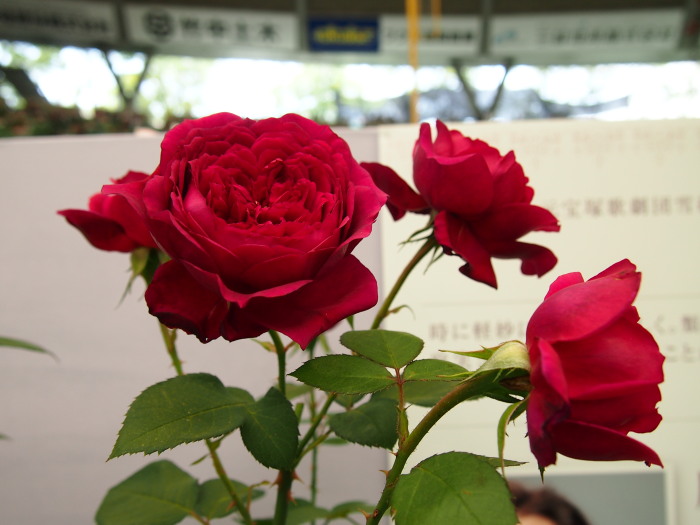 国バラ120514_4920120514Rei