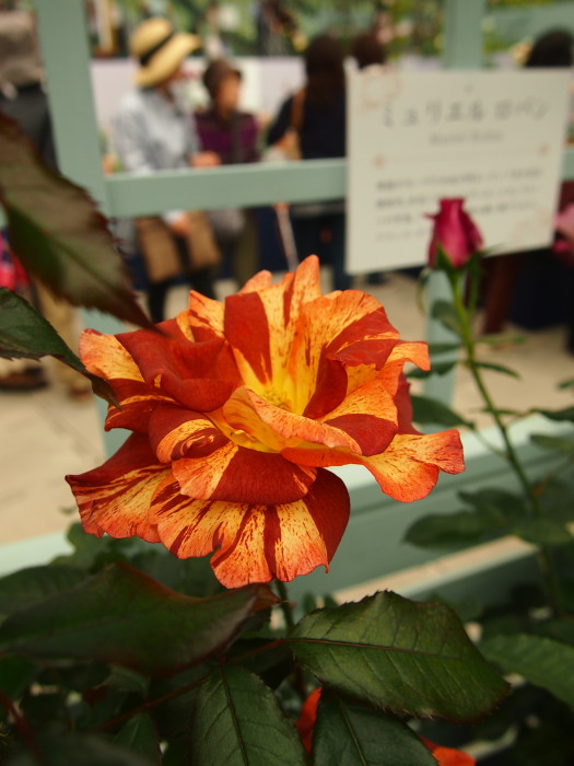 国バラ120514_3320120514