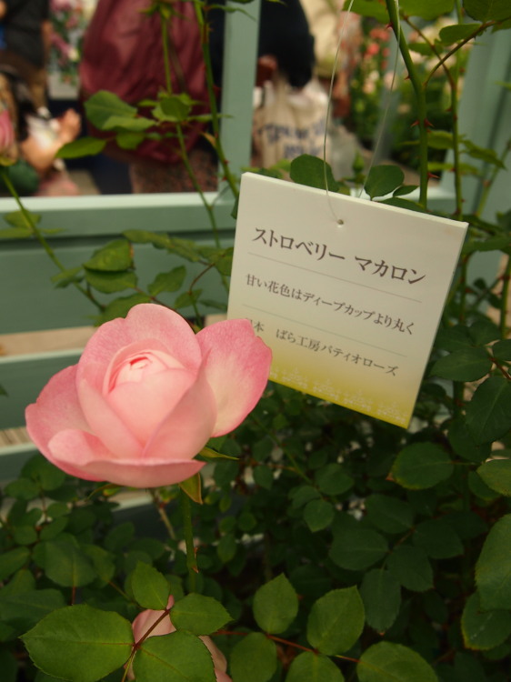 国バラ120514_38