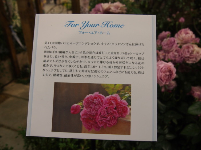 国バラ120515_24420120515