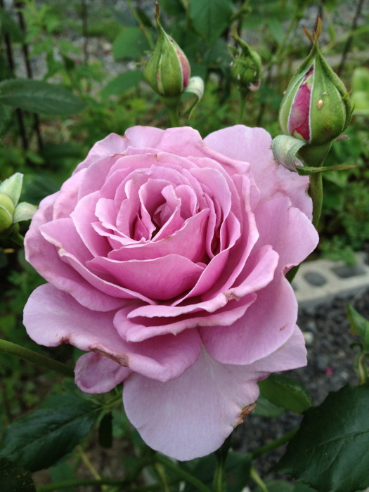 IMG_2547シークレットパヒューム20120728