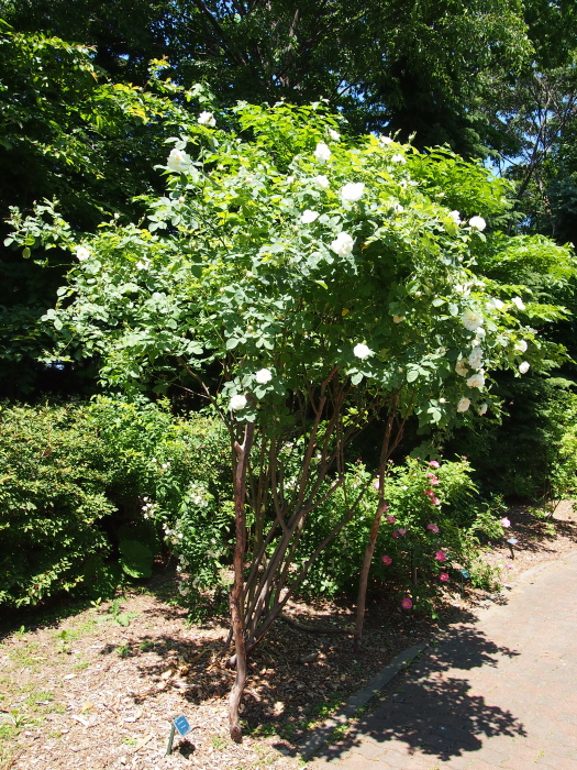 P6260881アルバスアボアーン