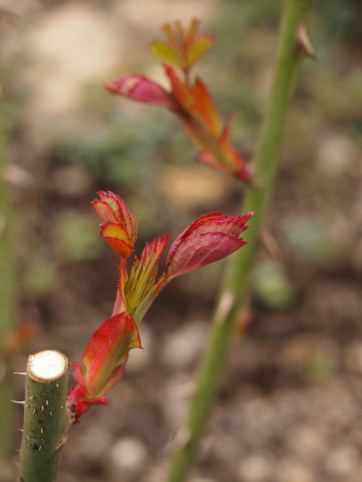 P5142498ピカa