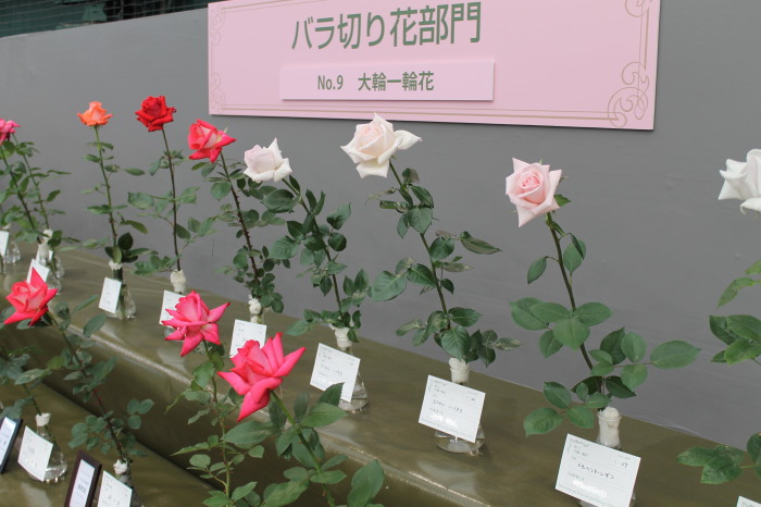 IMG_023820120514.jpg