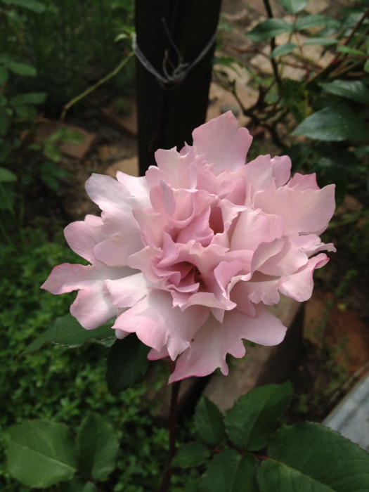 IMG_185220120616.jpg