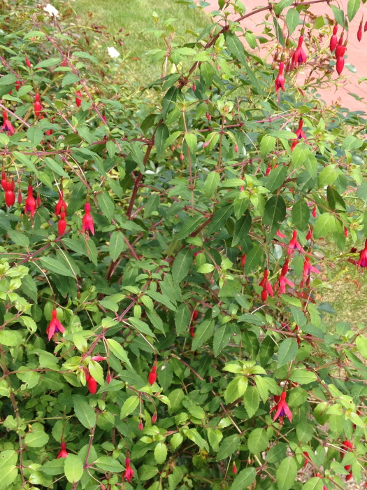 IMG_267020120827.jpg