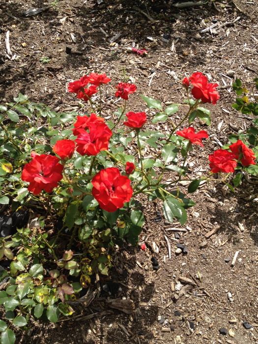 IMG_267320120827.jpg