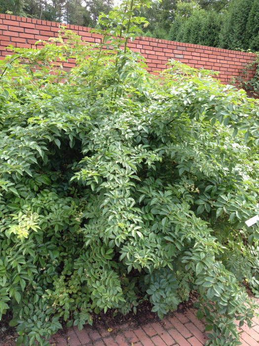 IMG_268020120827.jpg