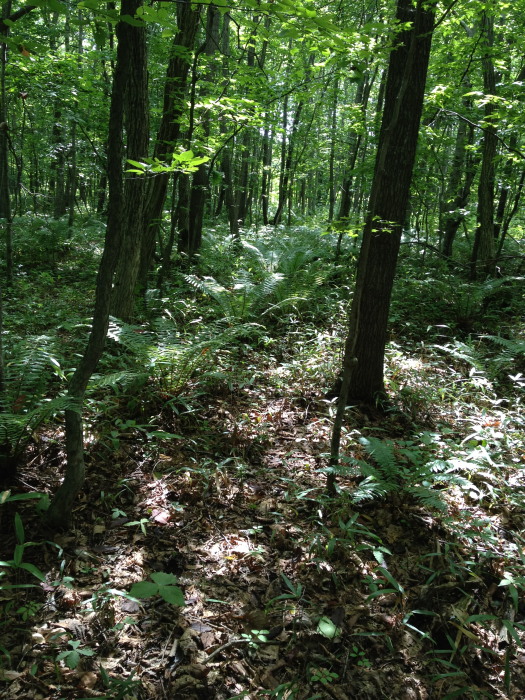 IMG_269920120827.jpg