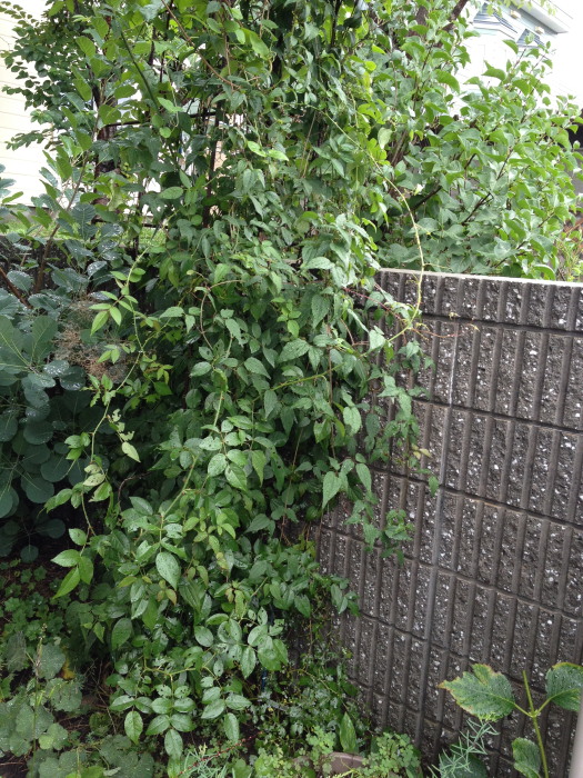 IMG_274420120911.jpg