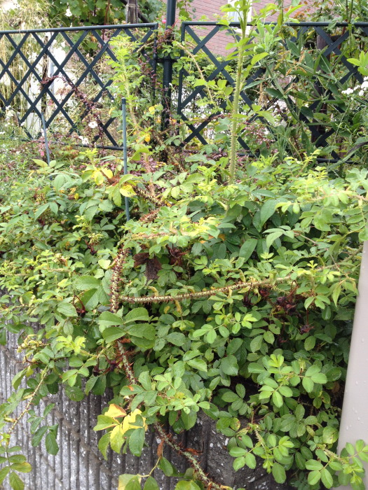 IMG_274720120911.jpg