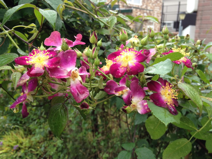 IMG_275920120911.jpg