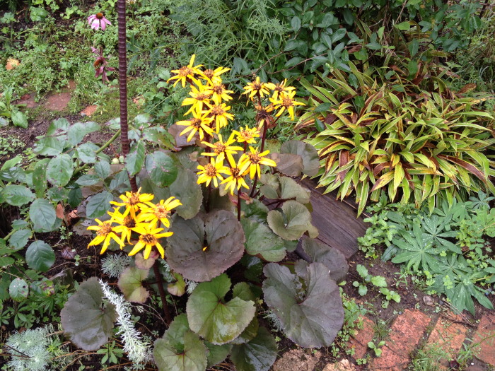 IMG_276320120911.jpg