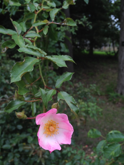 IMG_2955a.jpg