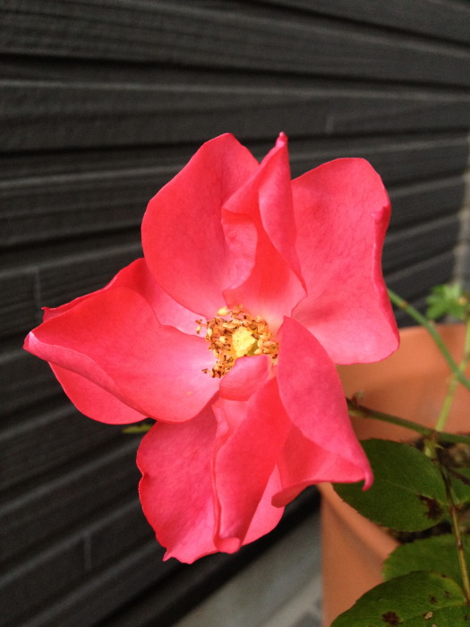 IMG_331120121114.jpg