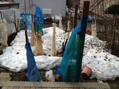 IMG_4701_20130417111616.jpg