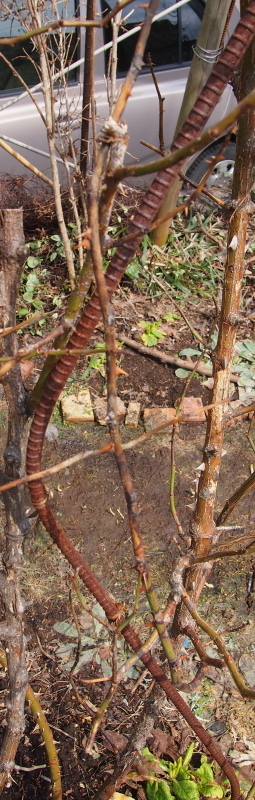 P4182236.jpg