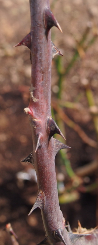 P4182246.jpg