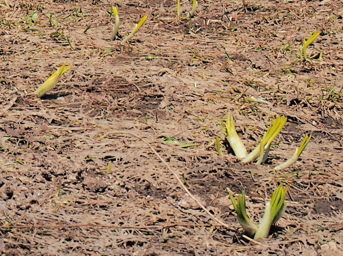 P4212275.jpg