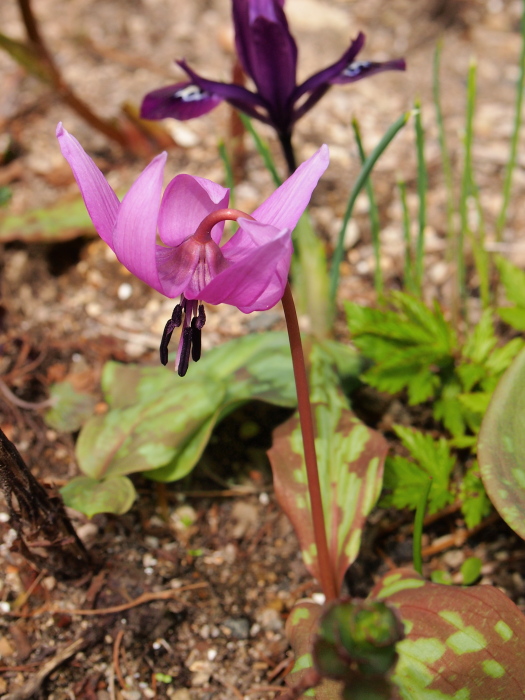 P4242287.jpg