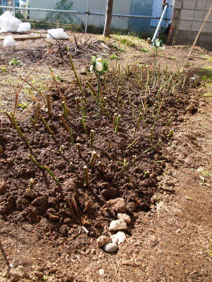 P4250184_01.jpg