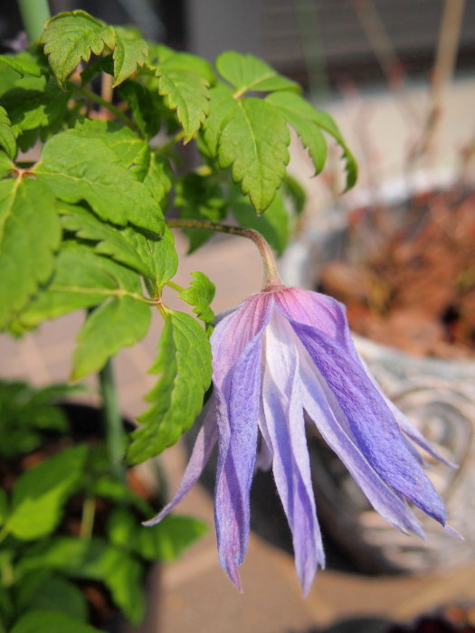 P5092432a.jpg