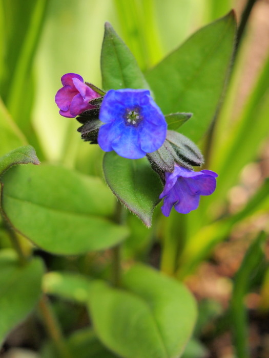 P5092444a.jpg
