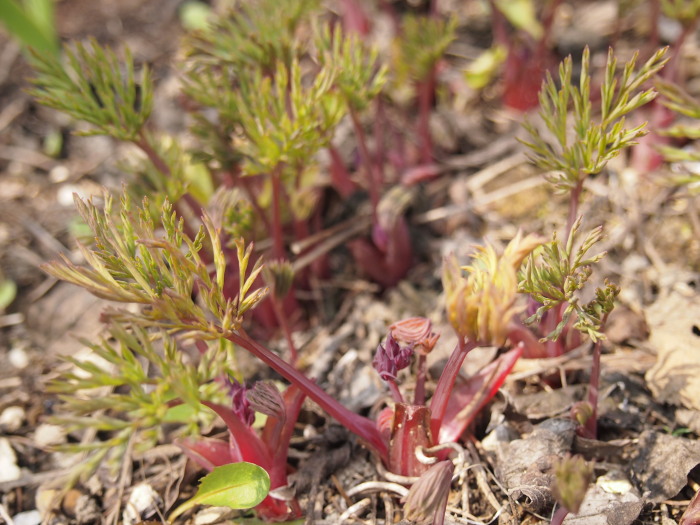 P5092461a.jpg