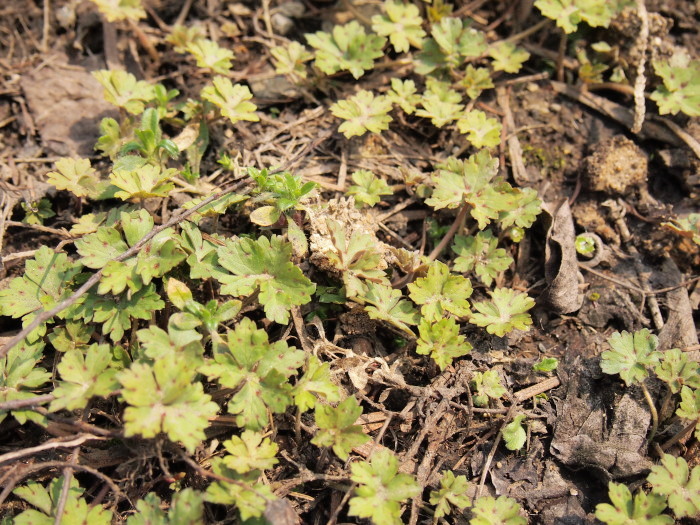 P5092466a.jpg