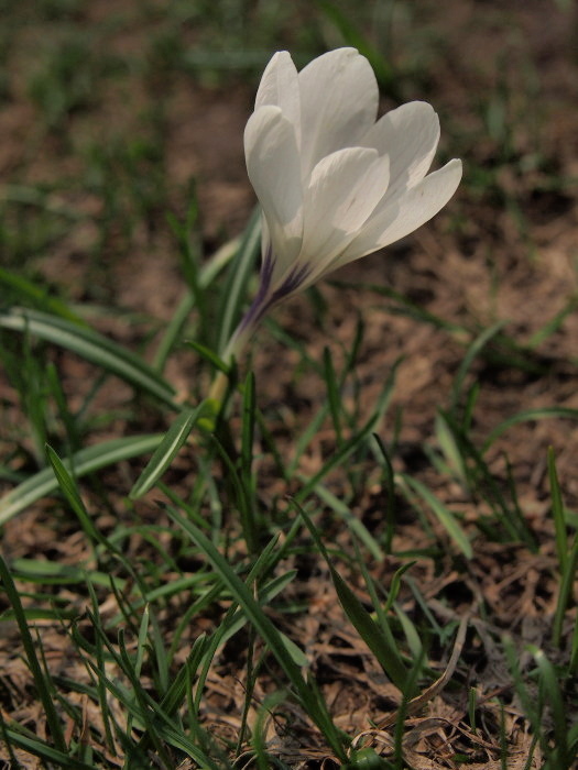 P5092468a.jpg
