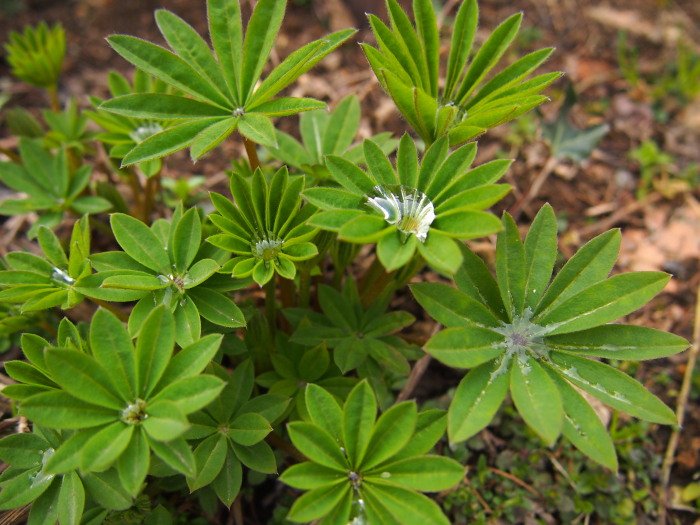 P5142517a.jpg