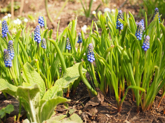 P5142520a.jpg