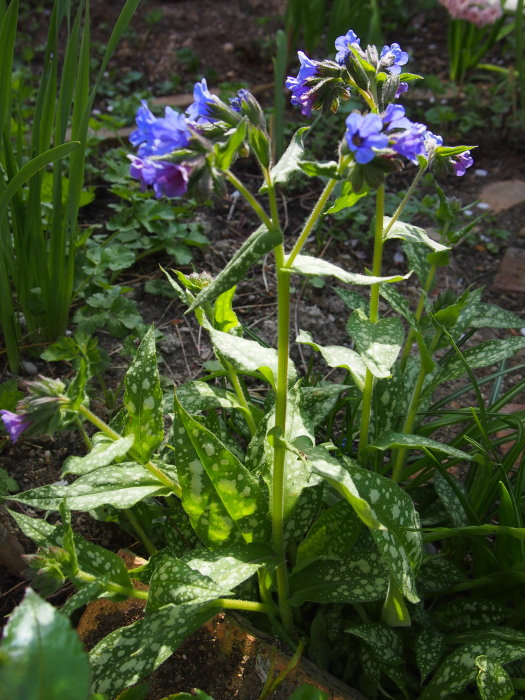 P5262674a.jpg