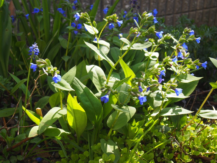 P5262675a.jpg