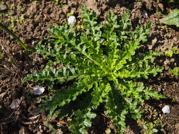 P5262684a.jpg