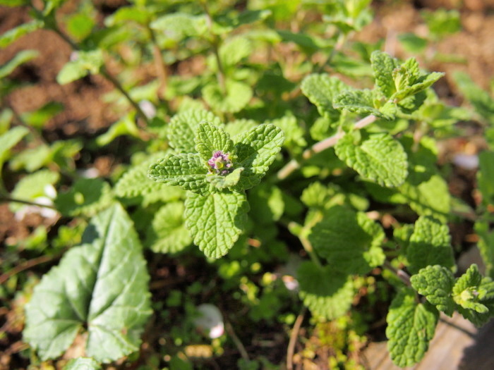 P5262687a.jpg