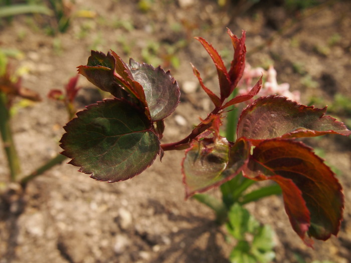 P5282730a.jpg