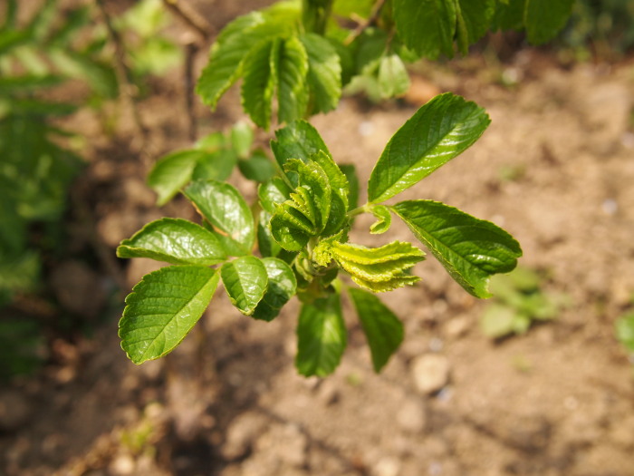 P5282733a.jpg